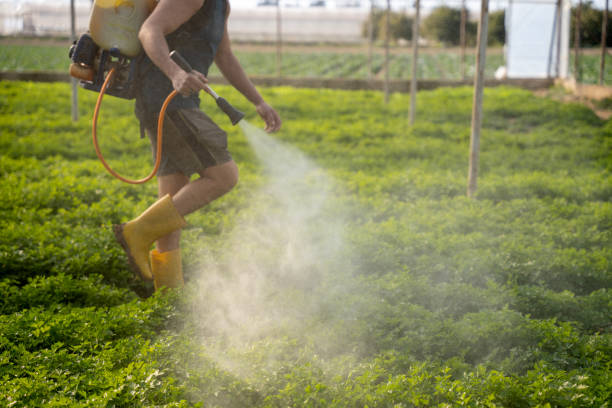 Best Ant Control Services  in Ave Maria, FL