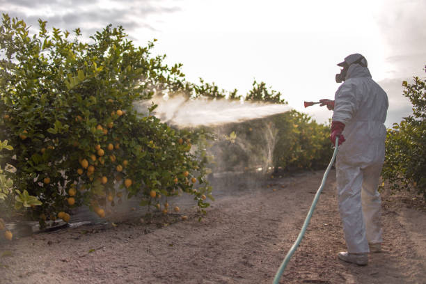 Best Wasp Removal Services  in Ave Maria, FL